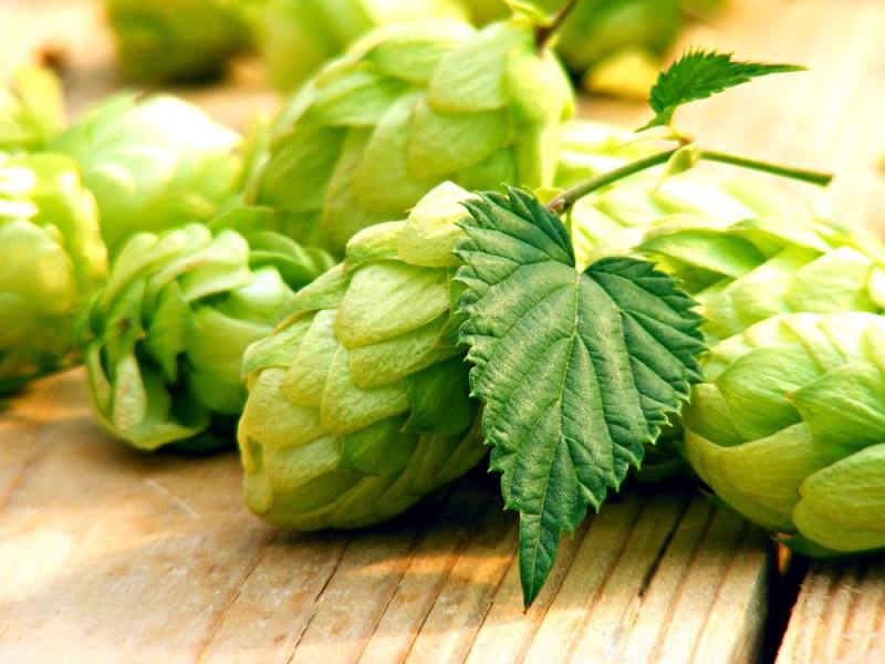 精釀啤酒 | 酒花制品的種類及特點(diǎn)有哪些？